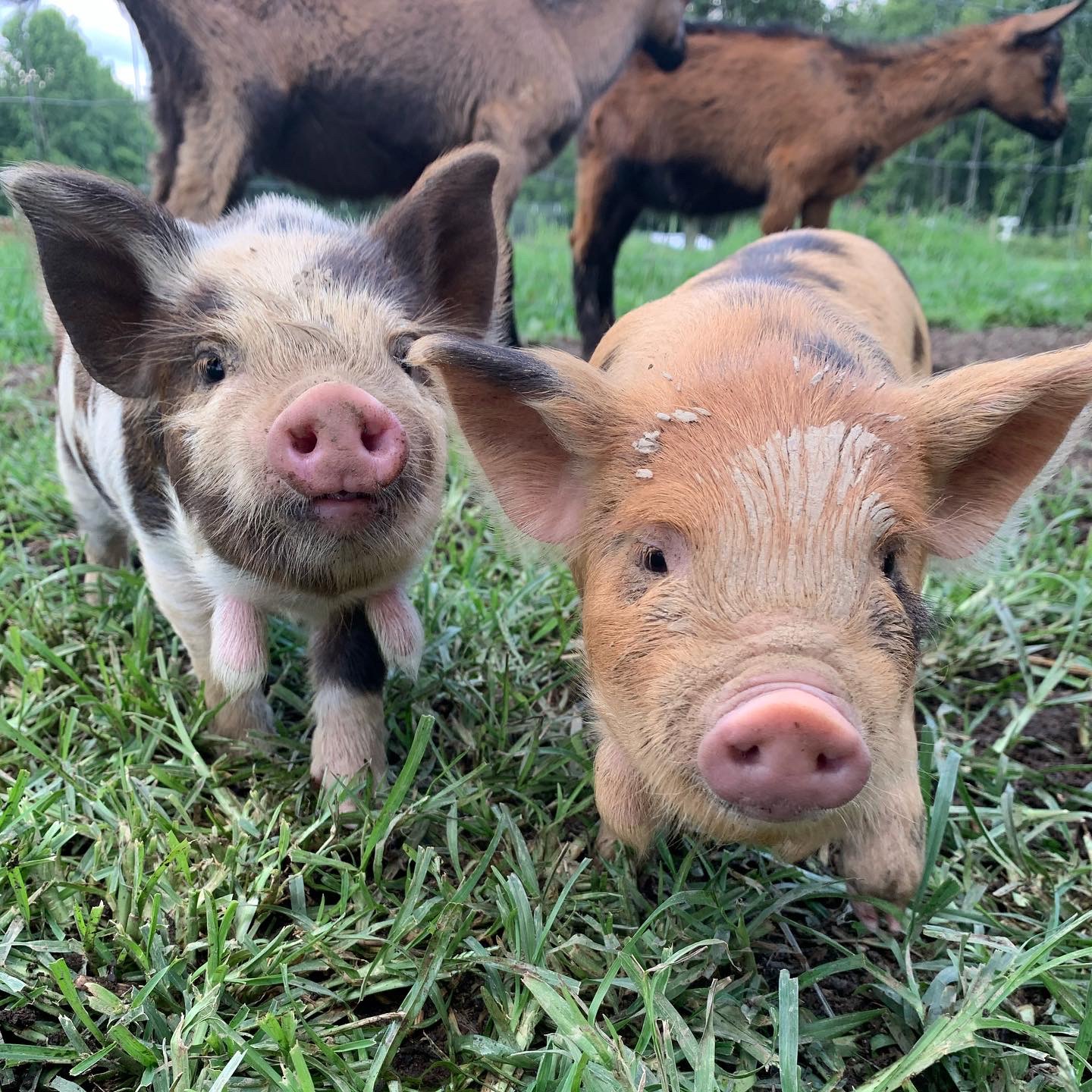 KuneKune Pigs